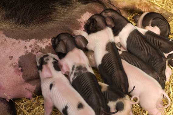 Pigs