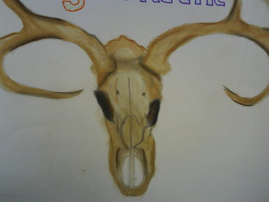 Skull