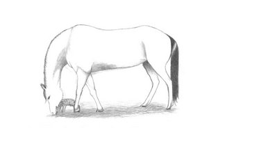 Ponies eating