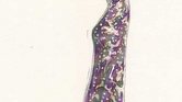 Sparkle and Colour...