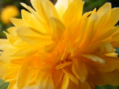 Yellow budding