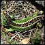 Reptiles film (Image: Sand Lizard)