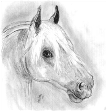 Anglo Arab