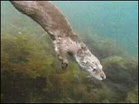 Otter