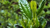 Green Leaf Paradise...