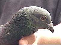 A pigeon