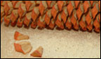 The cycad