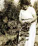 Picking hops