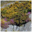 Gorse and heather taken by James Blair