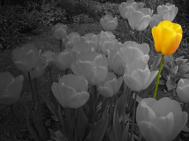 Lonely tulip