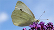 A small white butterfly by Irene Smith