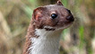 A weasel by Tony Llewellyn
