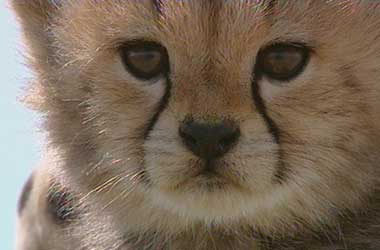 Portrait of Toto the cheetah cub