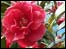 A flower