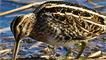 Snipe