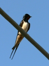 fáinleog