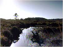 Peatlands
