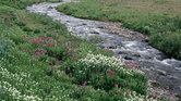 Stream