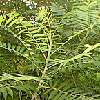 Stag's Horn - Rhus
