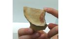 Annika's Pottery Shard with Fingerprint