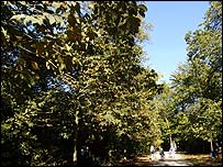 Oak Woodland