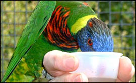 Feeding time!