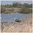Woolston Eyes