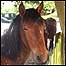 New Forest pony