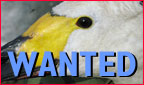 Berwick Swan MISSING IN ACTION