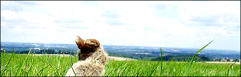Watership Down
