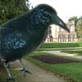 A rook 