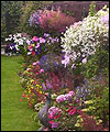 back garden