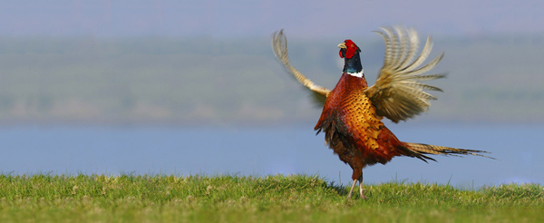 Highland Fling