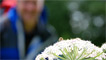 Plenty of flowers in bloom and insects