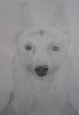 German Shepherd