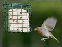 a robin