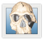 Homo habilis