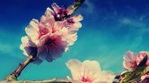 Sakura Blossom...
