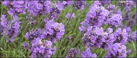 Lavender
