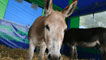 Day 4 - A donkey