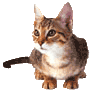 cat with eyes