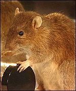 Stuffed pet rat