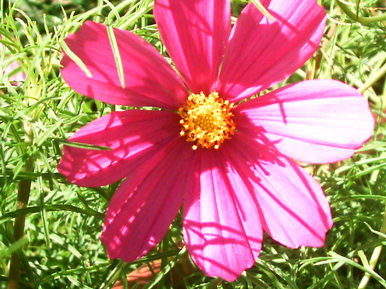 Flower Power
