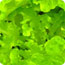 Lettuce