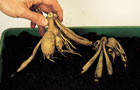 Dahlia tuber