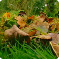Fallen leaves