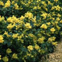 Mahonia