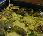 Aquarium
