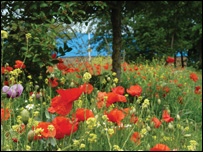 poppies