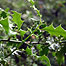 Holly